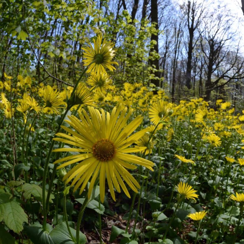 Doronic, Doronicum pardalianches (Port)