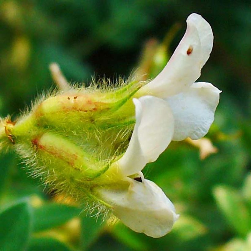 Dorycnium hirsutum (Floraison)