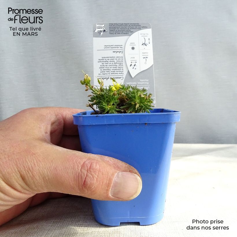 Spécimen de Draba aizoides - Drave faux Aïzoon Godet de 7cm tel que livré au printemps