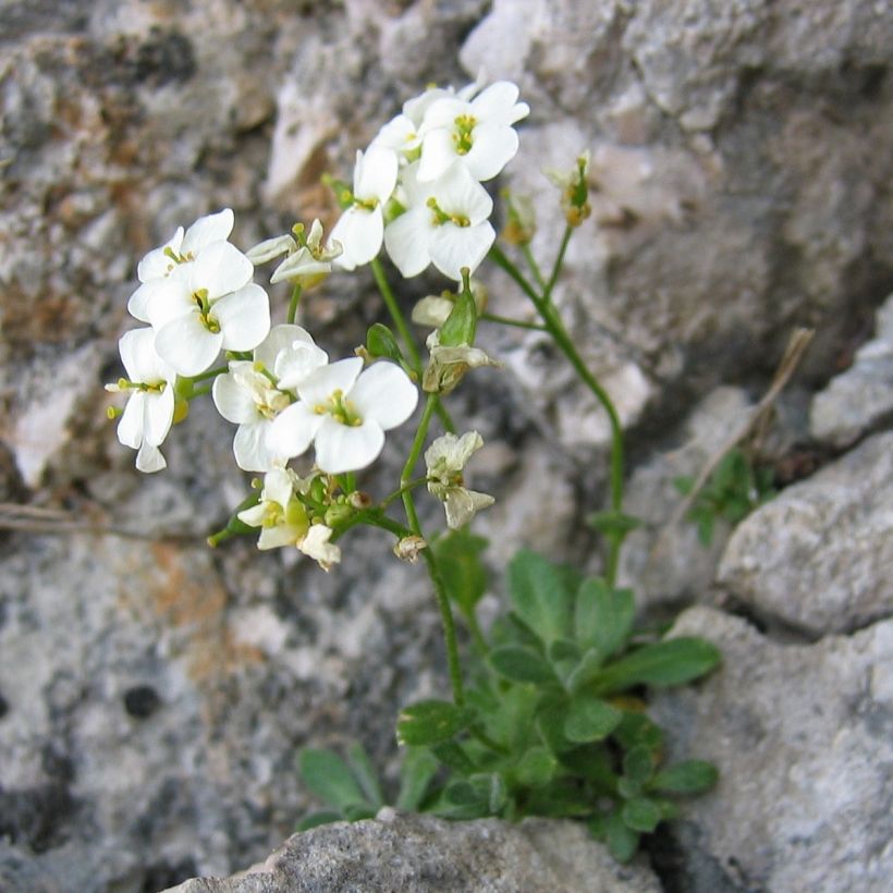 Draba sakurai - Drave de Sakuraï (Port)