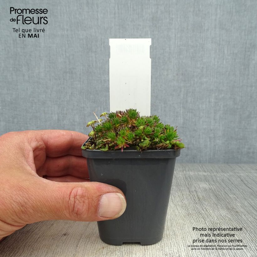Spécimen de Draba sakurai - Drave de Sakuraï Godet de 8/9 cmHauteur livrée env. 5cm tel que livré au printemps