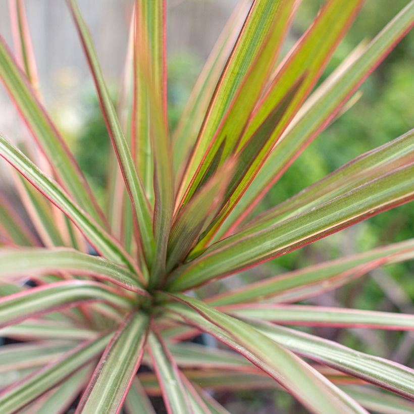 Dracaena Bicolor - Dragonnier (Feuillage)