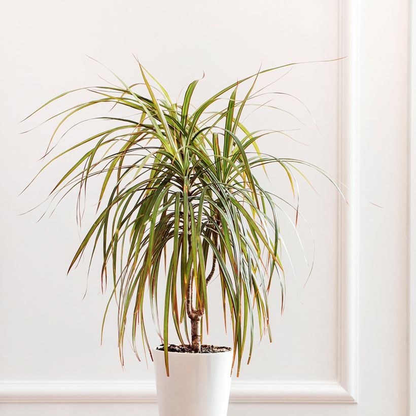 Dracaena Bicolor - Dragonnier (Port)