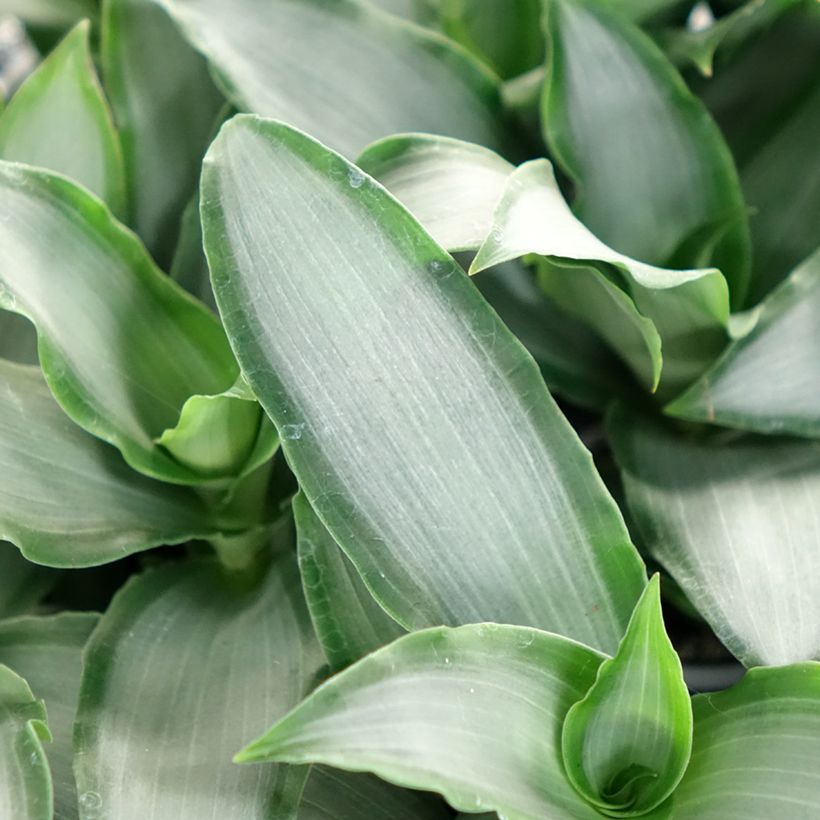 Dracaena Hawaii - Dragonnier (Feuillage)