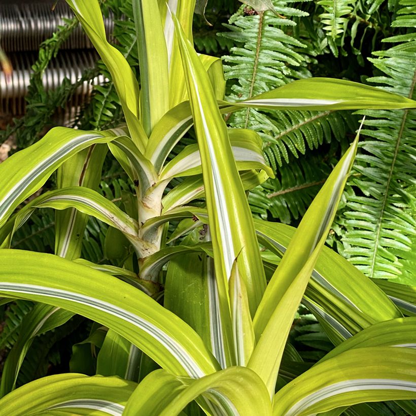 Dracaena Lemon Surprise - Dragonnier (Port)