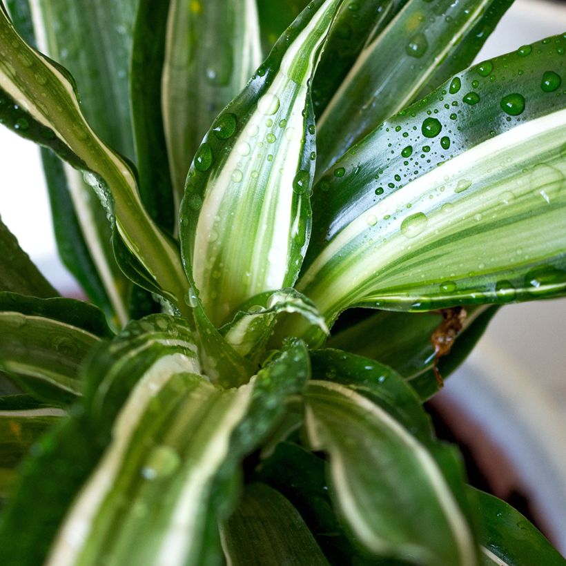 Dracaena Malaika - Dragonnier (Feuillage)