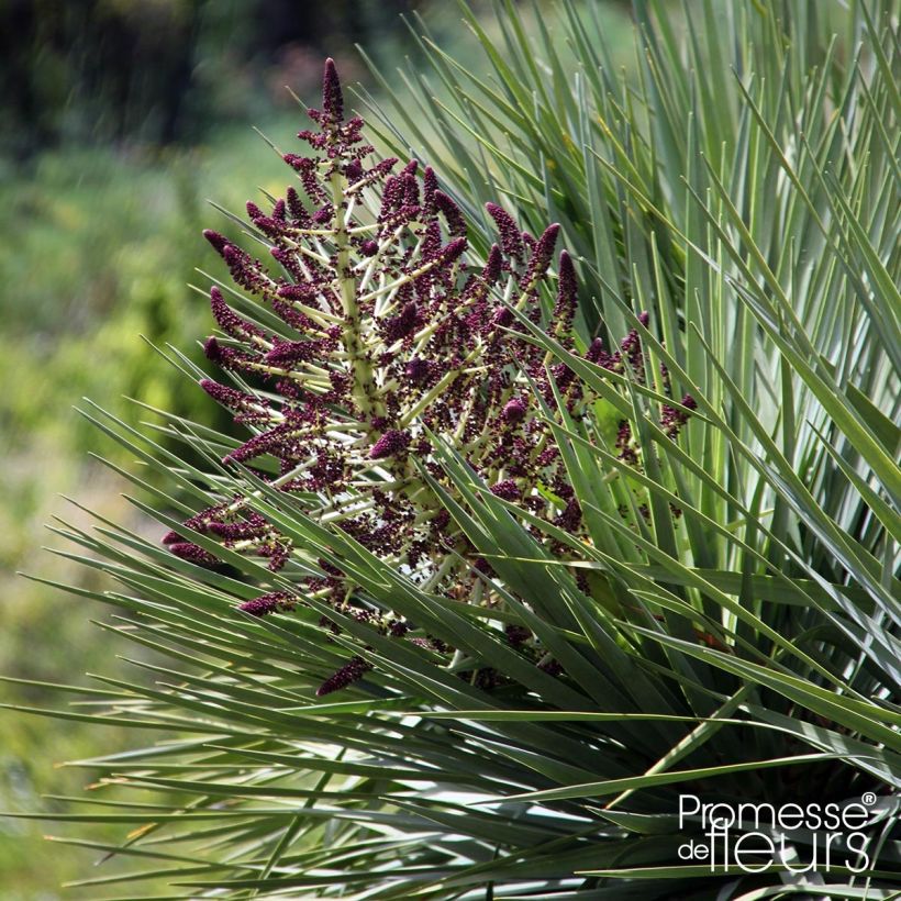 Dracaena draco - Dragonnier des Canaries (Floraison)