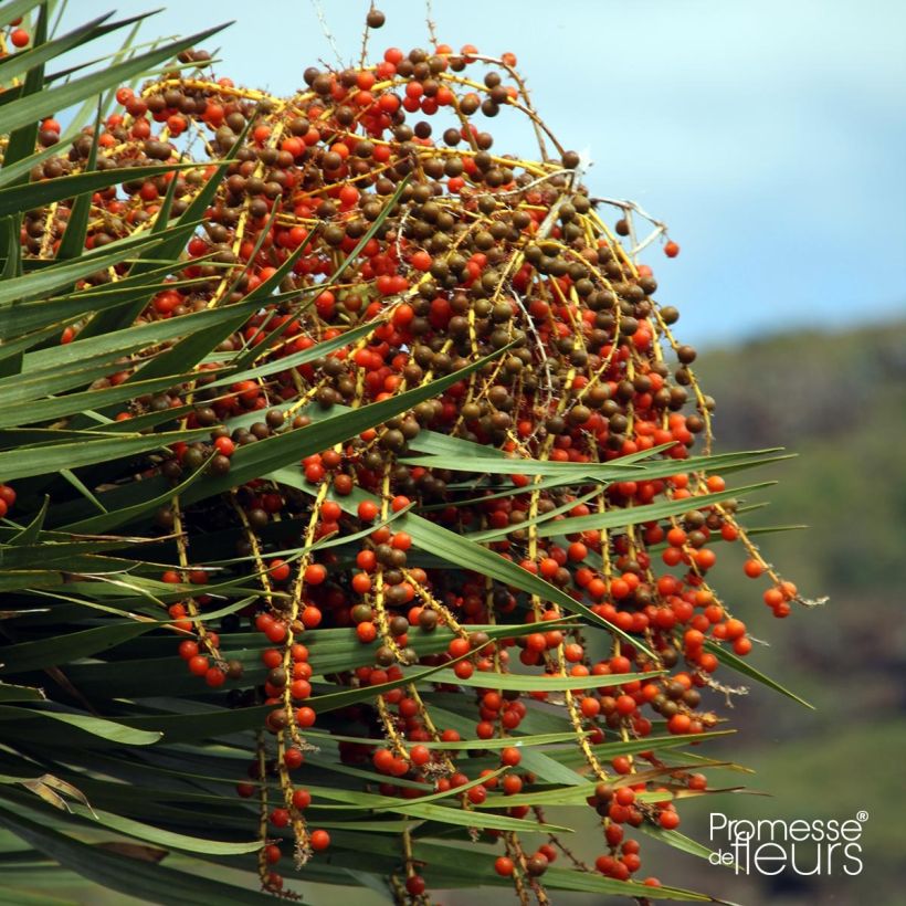 Dracaena draco - Dragonnier des Canaries (Récolte)