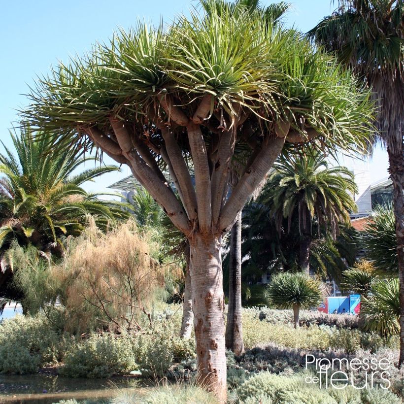 Dracaena draco - Dragonnier des Canaries (Port)