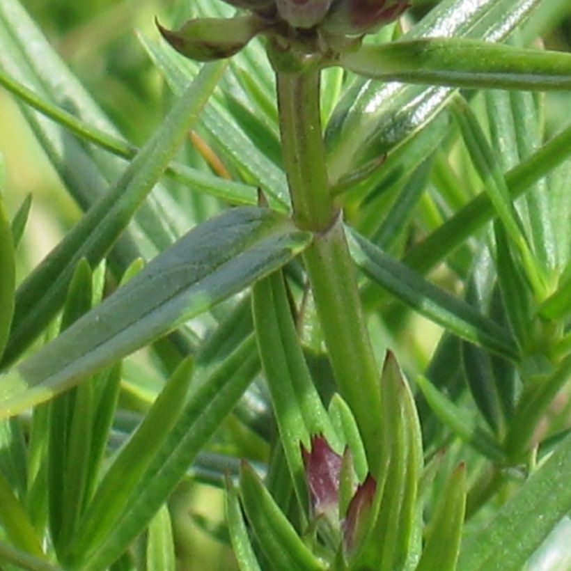 Dracocephalum ruyschiana - Tête de dragon (Feuillage)