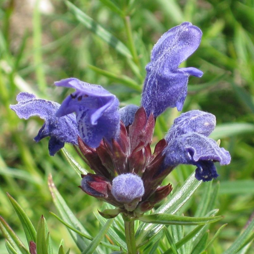 Dracocephalum ruyschiana - Tête de dragon (Floraison)