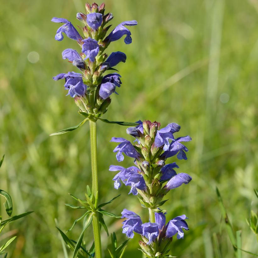 Dracocephalum ruyschiana - Tête de dragon (Port)