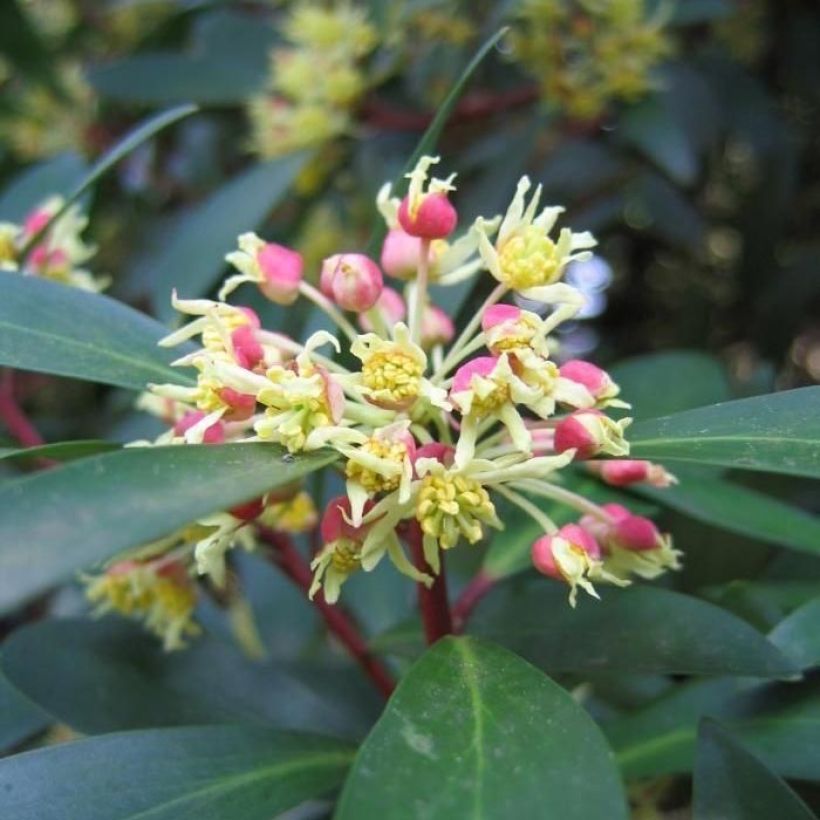 Drimys Red Spice - Poivre de Tasmanie (Floraison)