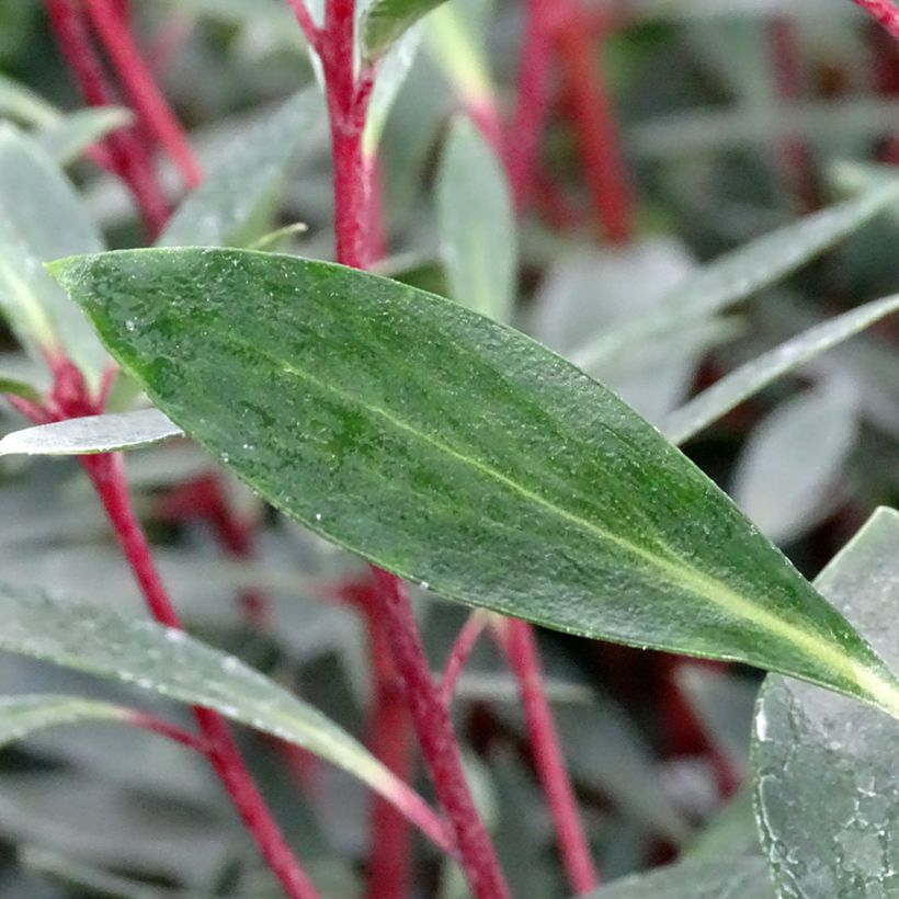 Drimys Red Spice - Poivre de Tasmanie (Feuillage)