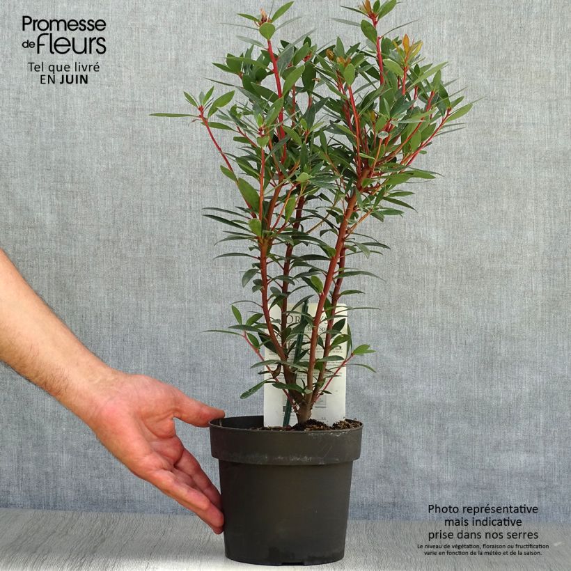 Spécimen de Drimys Red Spice - Poivre de Tasmanie Pot de 2L/3L tel que livré en été