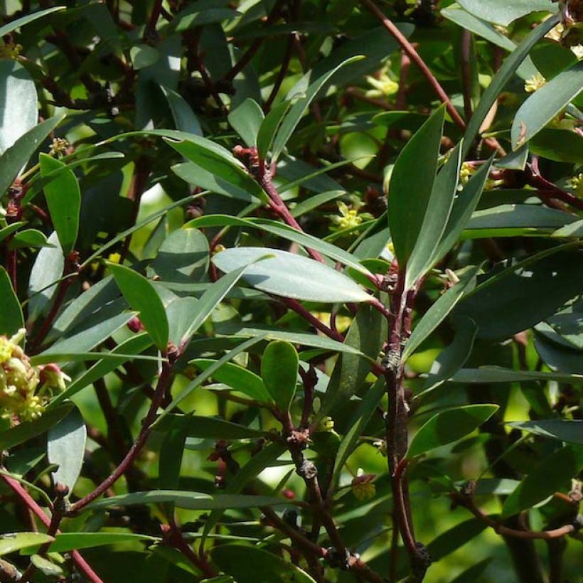 Poivre de Tasmanie - Drimys aromatica (Feuillage)
