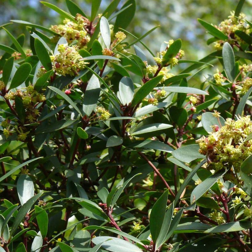 Poivre de Tasmanie - Drimys aromatica (Floraison)