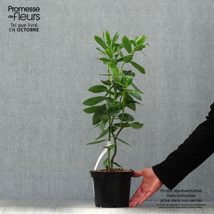 Spécimen de Drimys winteri - Cannelle de Magellan Pot de 3L/4L tel que livré en automne
