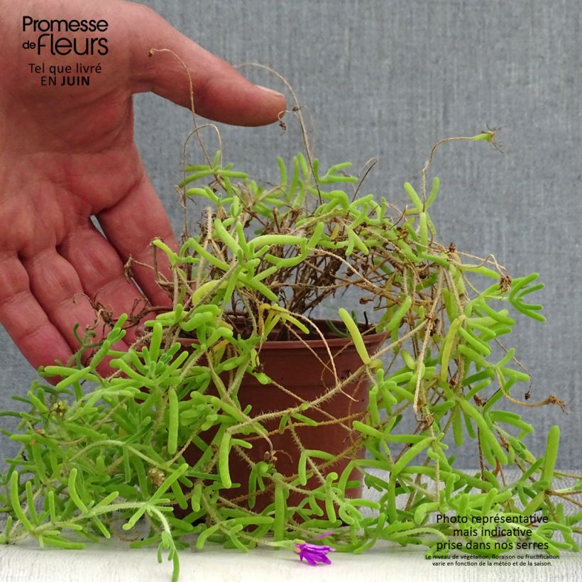 Spécimen de Drosanthemum candens (= floribundum) Godet de 8/9 cm tel que livré en été