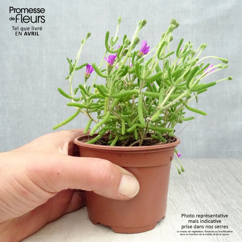 Spécimen de Drosanthemum candens (= floribundum) Godet de 9cm tel que livré au printemps