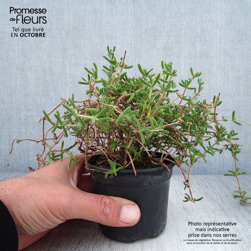Spécimen de Drosanthemum hispidum - Grain de riz Godet de 8/9 cm tel que livré en automne