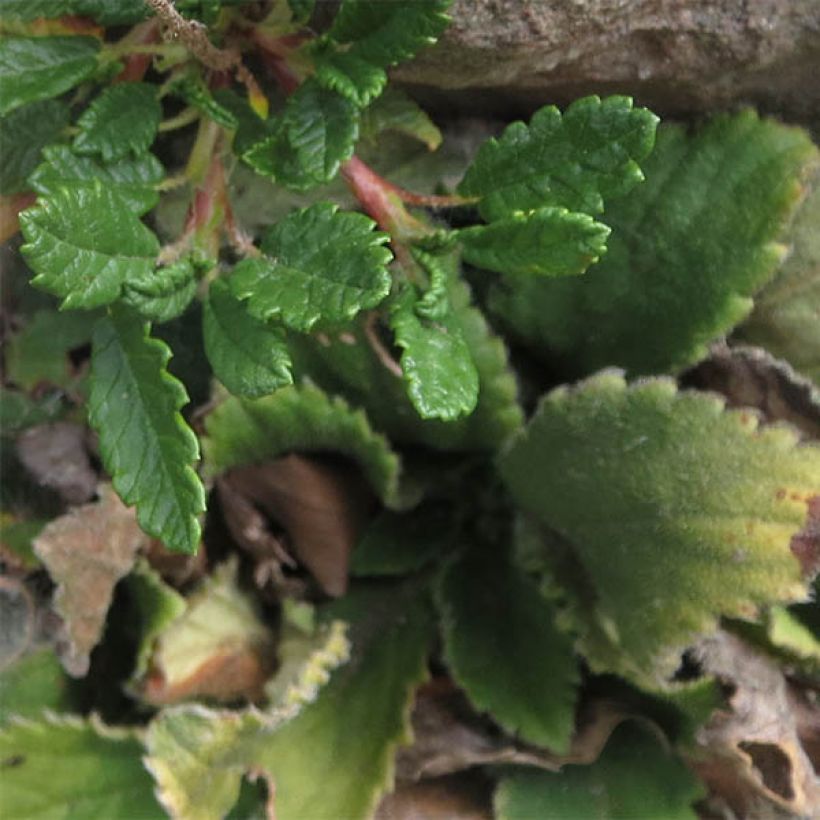 Dryas suendermannii - Dryade (Feuillage)