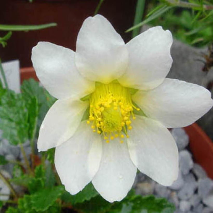 Dryas suendermannii - Dryade (Floraison)