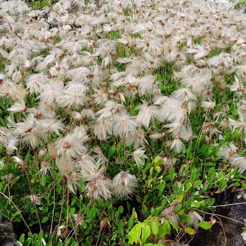 Dryas suendermannii - Dryade (Port)