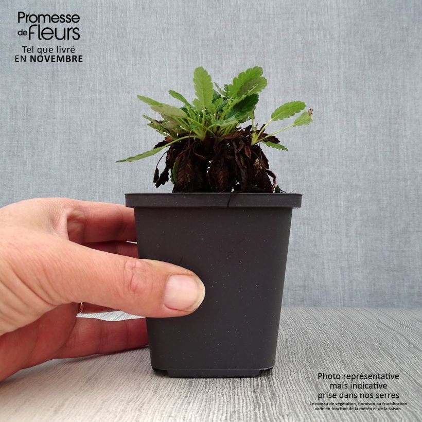 Spécimen de Dryas suendermannii - Dryade Godet de 8/9 cm tel que livré en automne