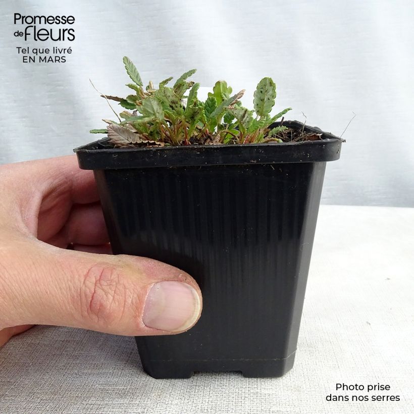 Spécimen de Dryas suendermannii - Dryade Godet de 9cm tel que livré au printemps
