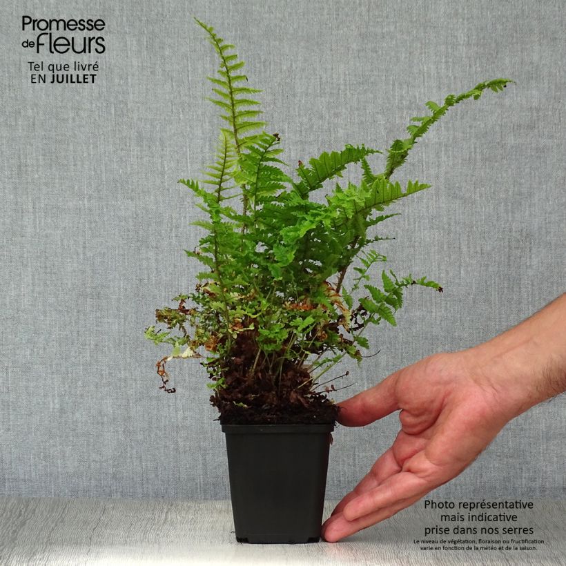 Spécimen de Dryopteris affinis Crispa - Fausse Fougère mâle naine Godet de 8/9 cm tel que livré en été