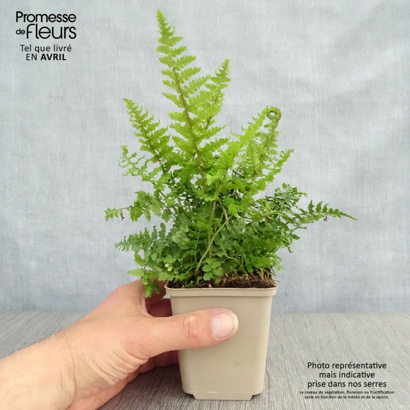 Spécimen de Dryopteris affinis Crispa - Fausse Fougère mâle naine Godet de 9cm tel que livré au printemps