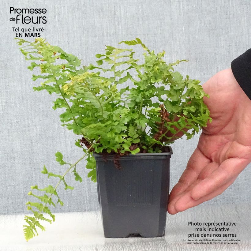 Spécimen de Dryopteris affinis Cristata ou The King - Fausse Fougère mâle Godet de 8/9 cm tel que livré au printemps