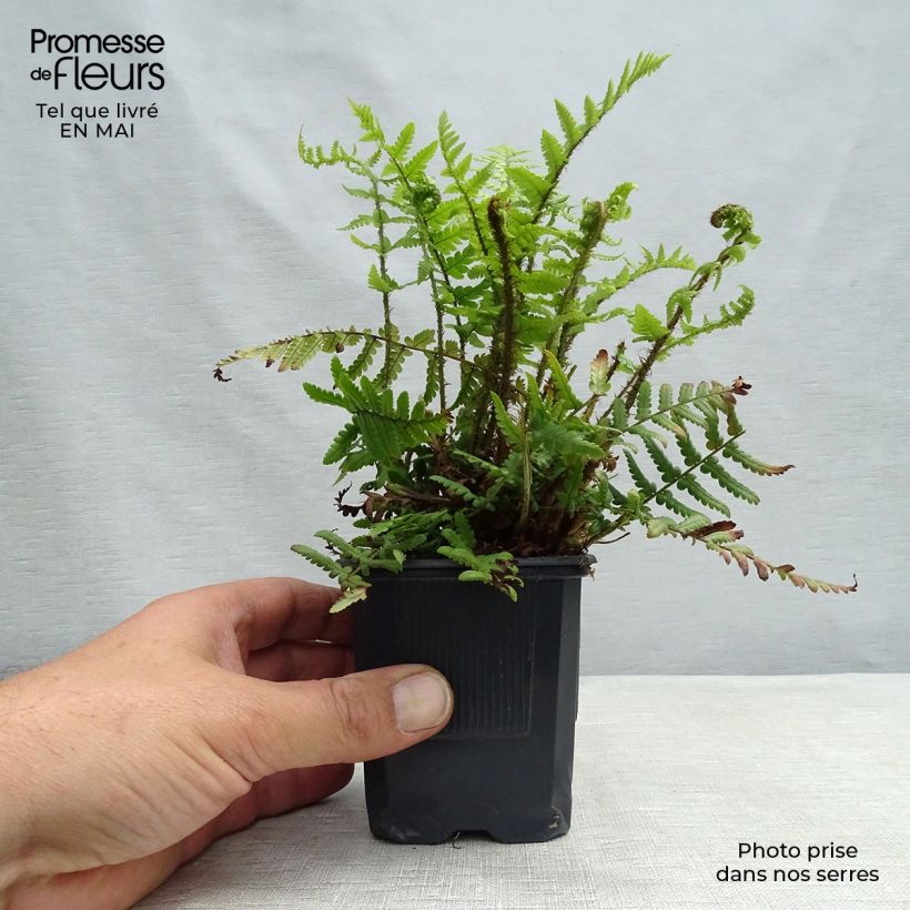 Spécimen de Dryopteris affinis - Fougère tel que livré au printemps