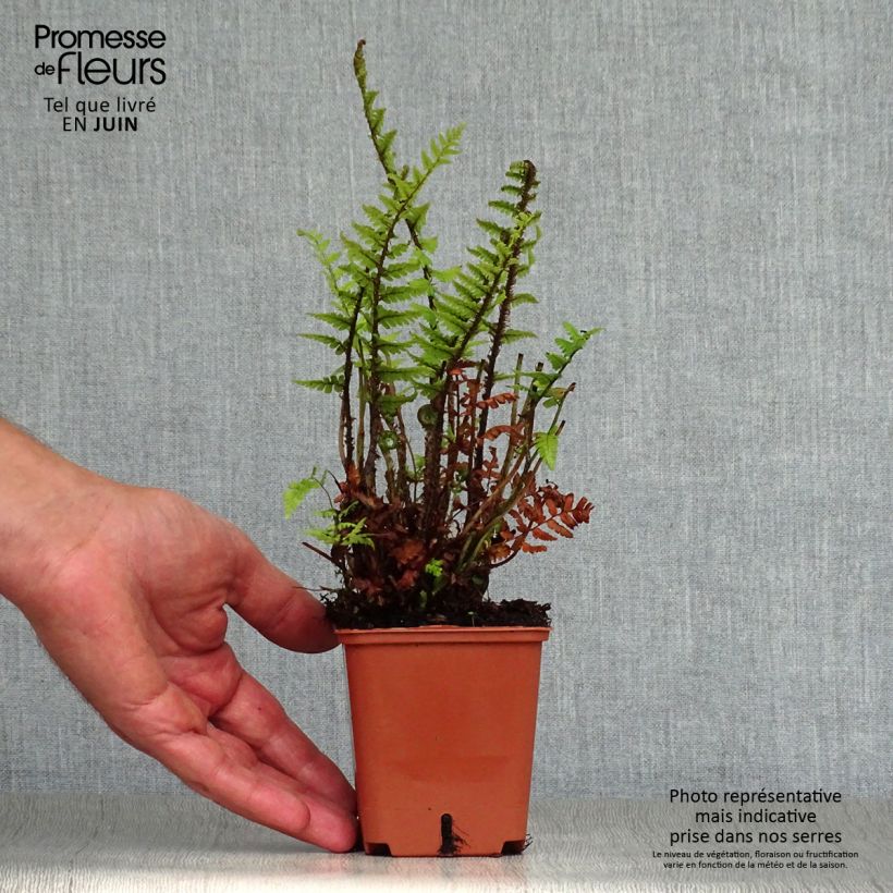 Spécimen de Dryopteris affinis - Fougère Godet de 8/9 cm tel que livré en été