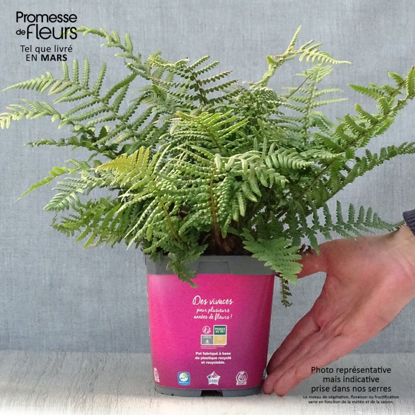 Spécimen de Dryopteris affinis - Fougère Pot de 2L/3L tel que livré au printemps