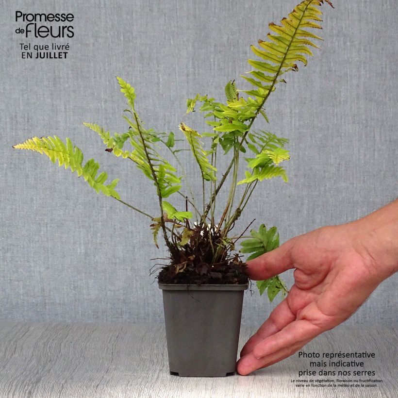 Spécimen de Dryopteris atrata ou cycadina - Fougère Godet de 8/9 cm tel que livré en été