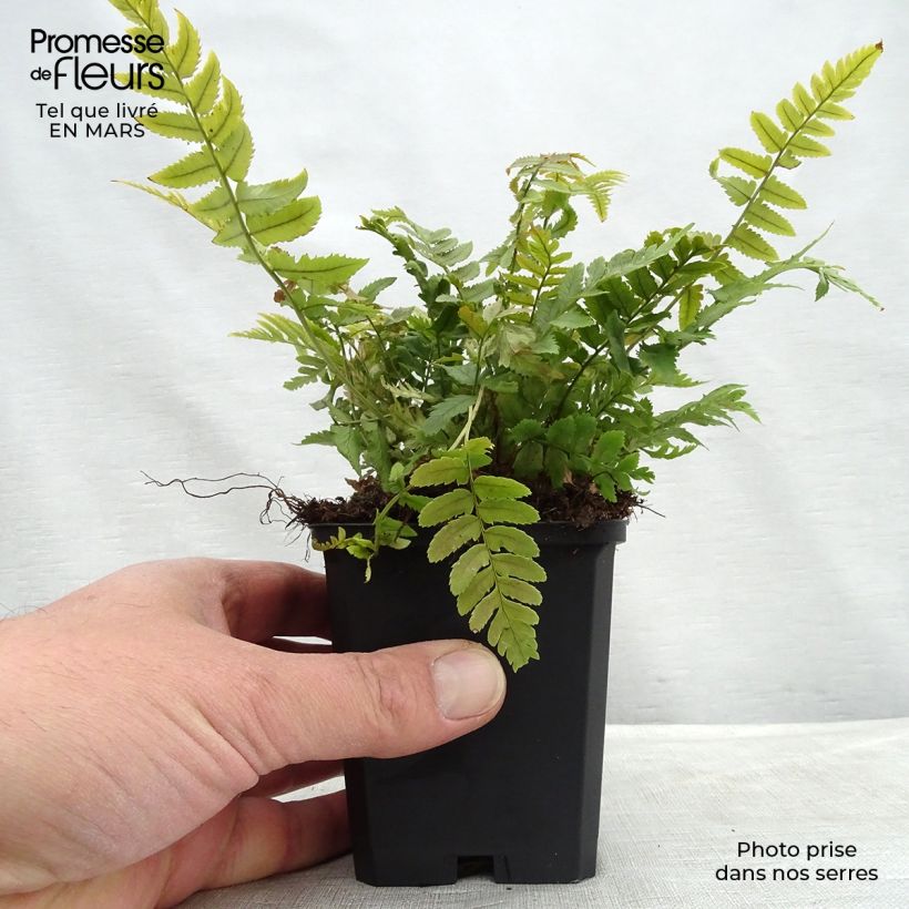 Spécimen de Dryopteris atrata ou cycadina - Fougère tel que livré au printemps