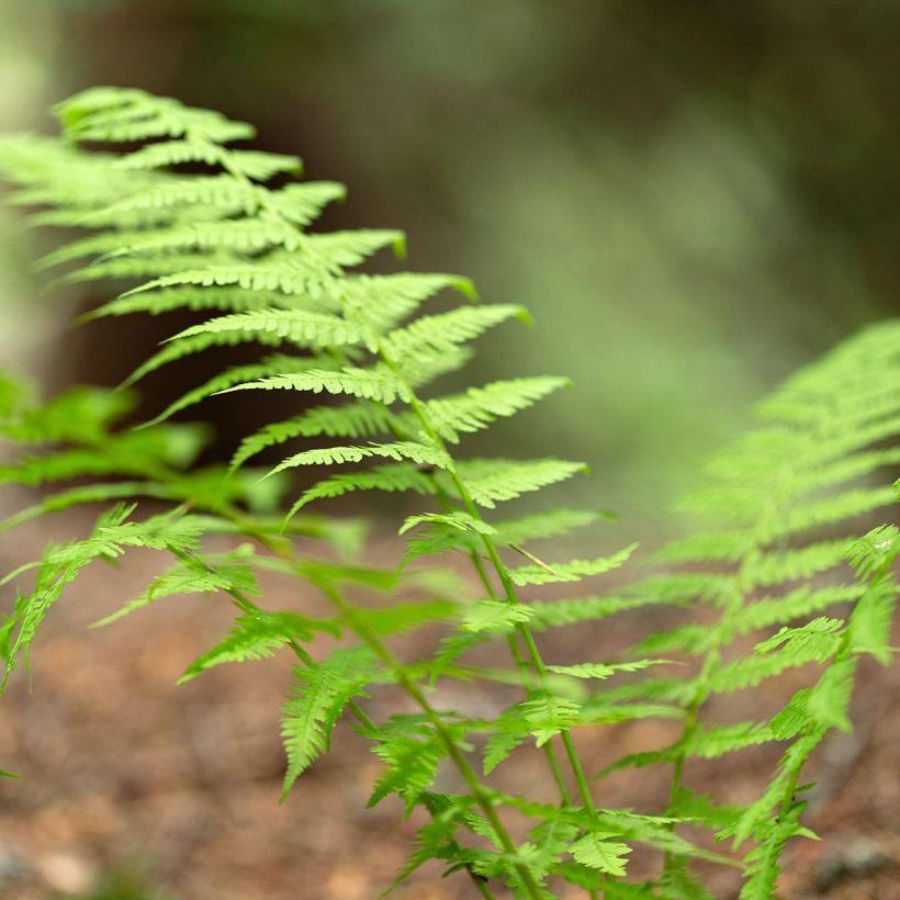 Dryopteris carthusiana - Fougère ou Dryoptéride des chartreux (Feuillage)