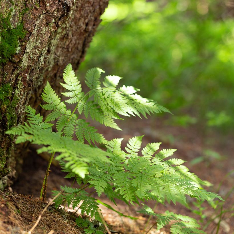 Dryopteris carthusiana - Fougère ou Dryoptéride des chartreux (Port)