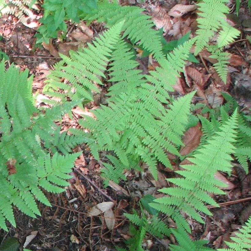 Dryopteris clintoniana - Fougère (Feuillage)