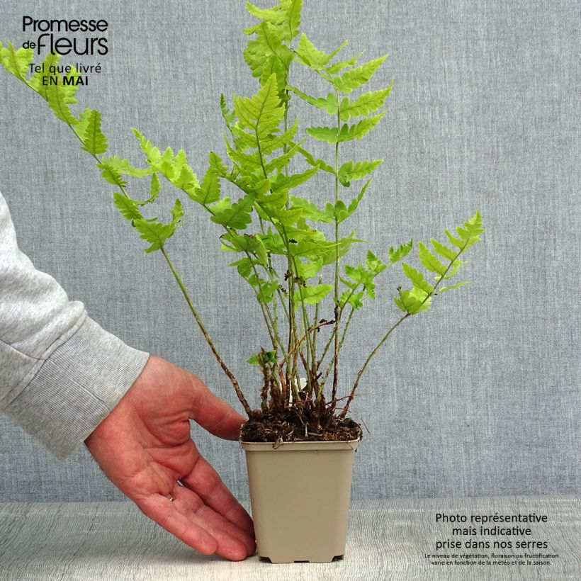 Spécimen de Dryopteris clintoniana - Fougère tel que livré au printemps