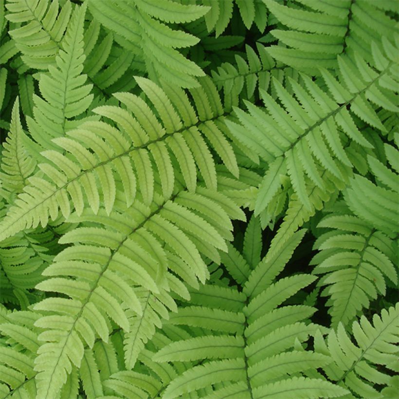 Dryopteris atrata ou cycadina - Fougère (Feuillage)