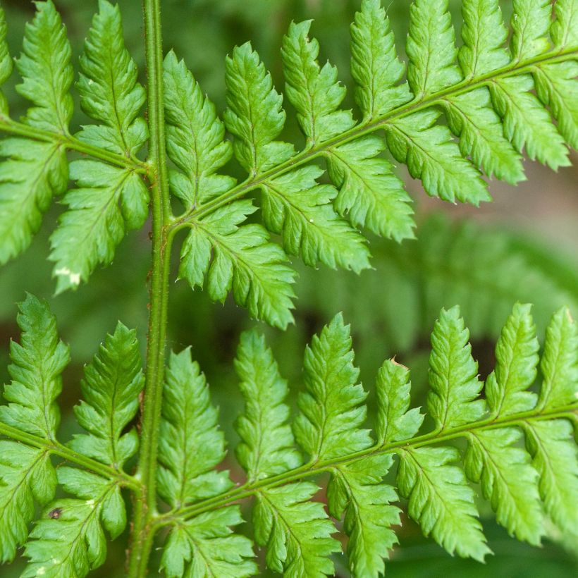 Dryopteris dilatata - Fougère dilatée (Feuillage)