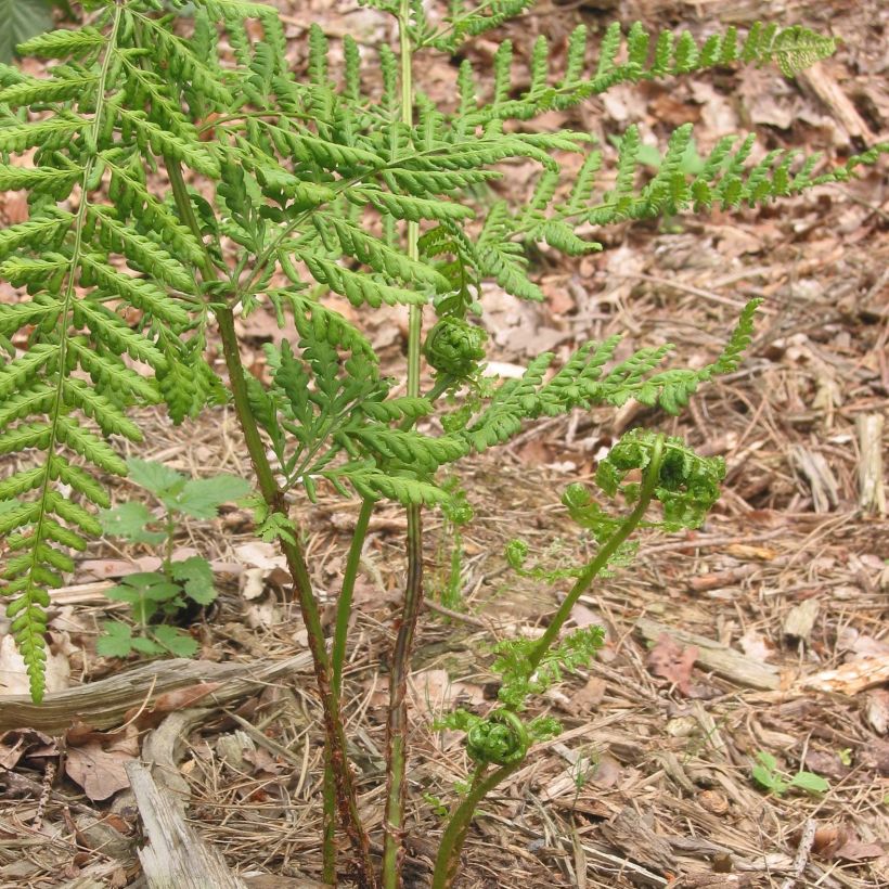 Dryopteris dilatata - Fougère dilatée (Port)