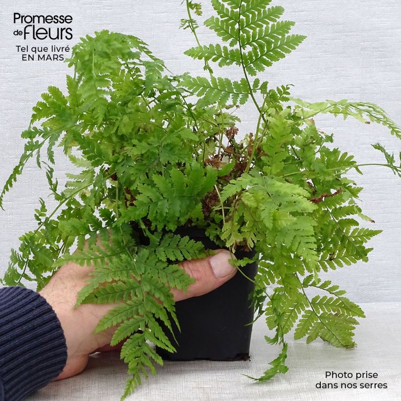 Spécimen de Dryopteris dilatata - Fougère dilatée Godet de 9cm tel que livré au printemps