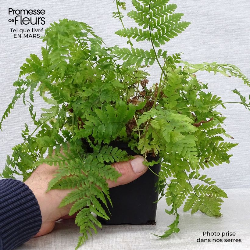 Spécimen de Dryopteris dilatata - Fougère dilatée tel que livré au printemps