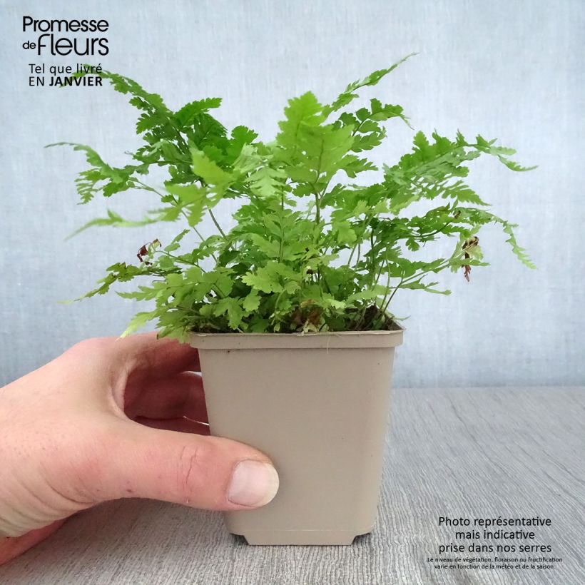 Spécimen de Dryopteris dilatata - Fougère dilatée tel que livré en hiver