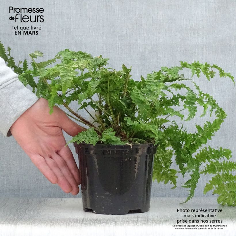 Spécimen de Dryopteris dilatata - Fougère dilatée - Pot de 2L/3L tel que livré au printemps