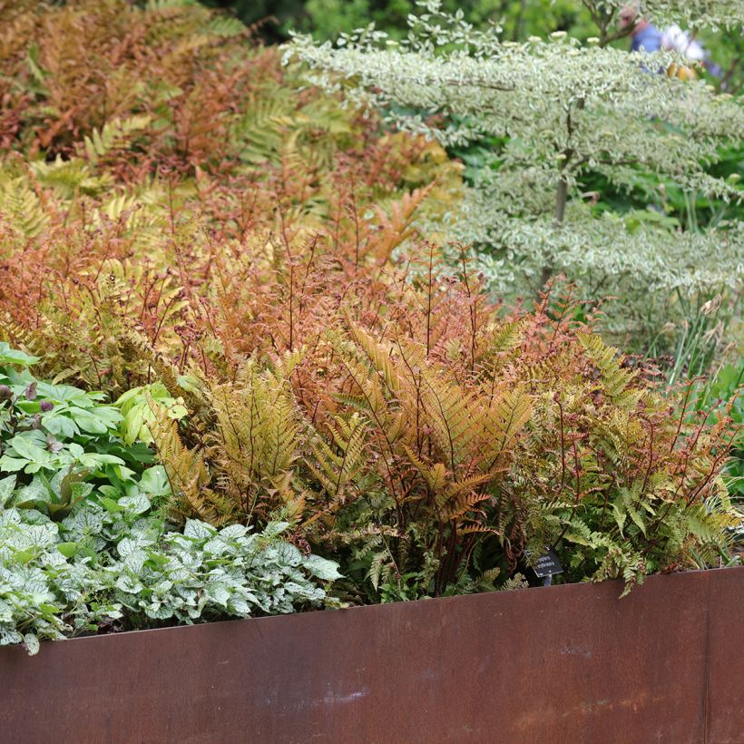 Dryopteris erythrosora - Fougère rose cuivré (Port)